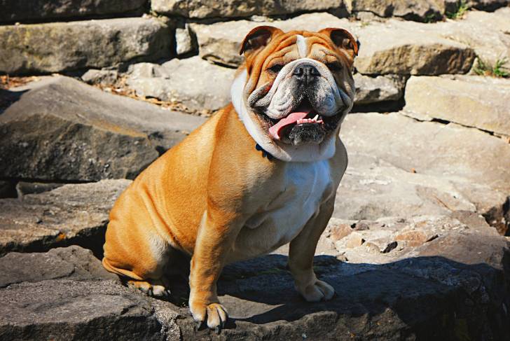 Photo Bouledogue Anglais