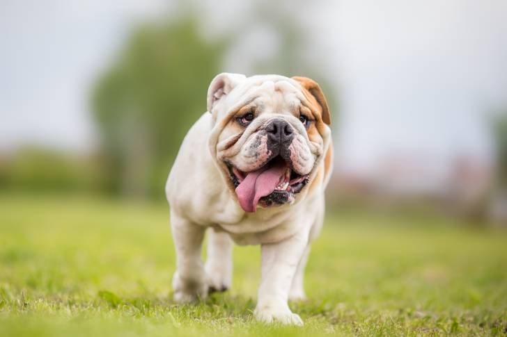 Photo Bouledogue Anglais