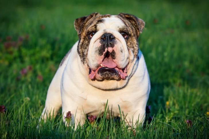 Photo Bouledogue Anglais