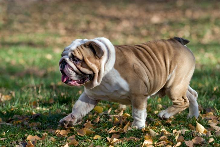 Photo Bouledogue Anglais