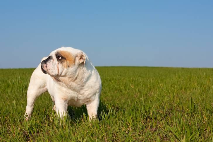 Photo Bouledogue Anglais