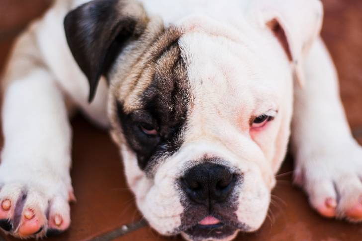 Photo Bouledogue Anglais