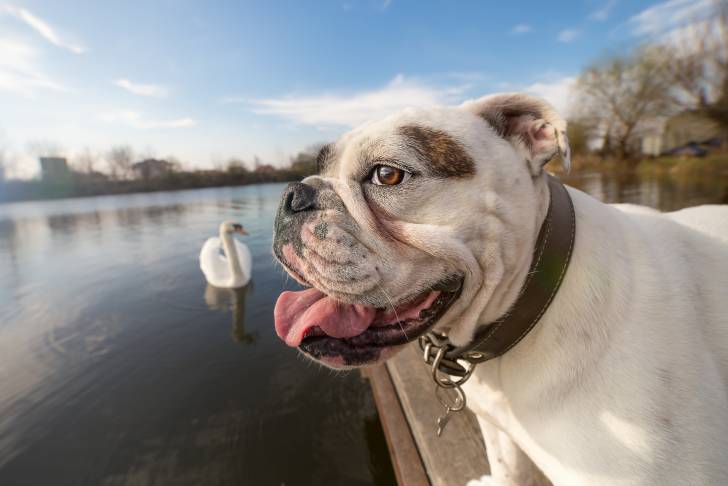 Photo Bouledogue Anglais