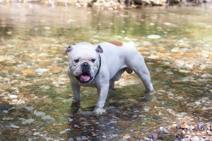 Photo Bouledogue Anglais