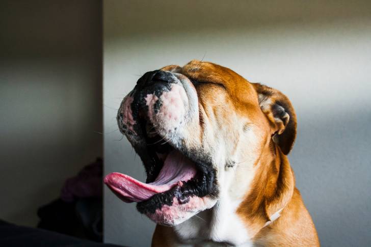Photo Bouledogue Anglais