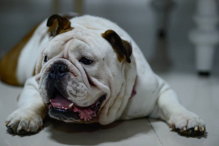 Photo Bouledogue Anglais