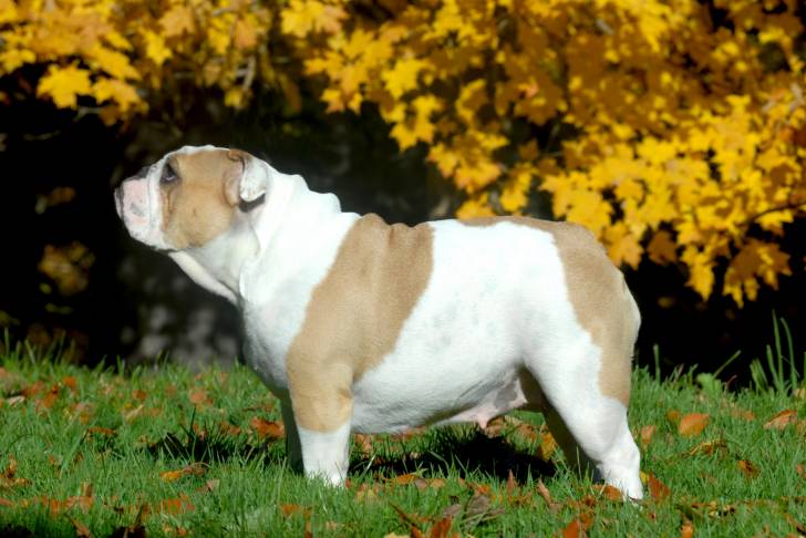 Photo Bouledogue Anglais
