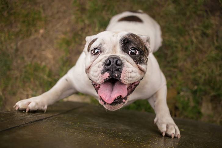 Photo Bouledogue Anglais