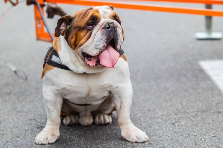 Photo Bouledogue Anglais