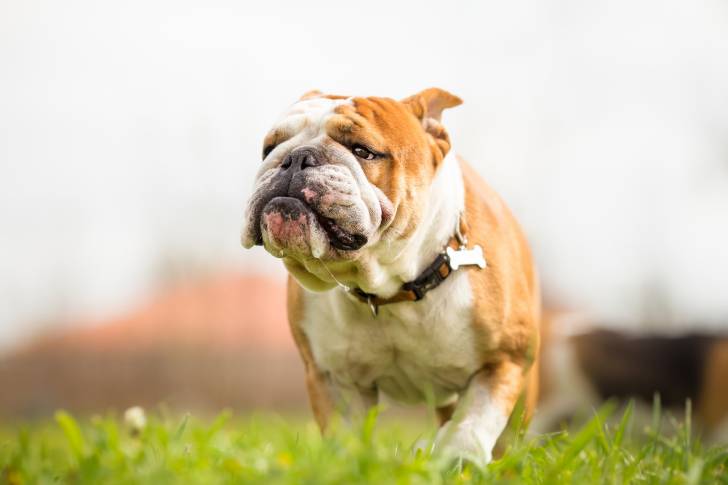 Photo Bouledogue Anglais
