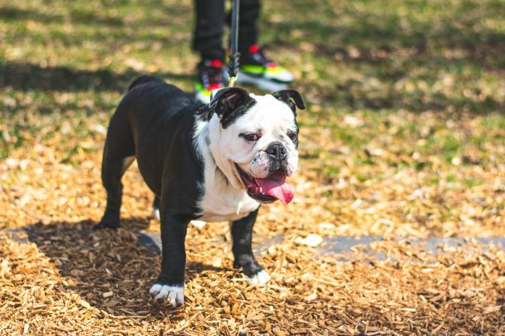 Photo Bouledogue Anglais
