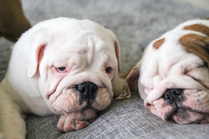 Photo Bouledogue Anglais