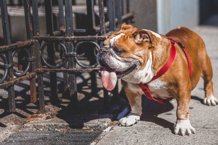 Photo Bouledogue Anglais