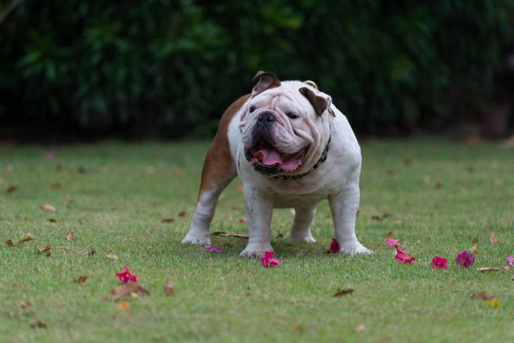 Photo Bouledogue Anglais