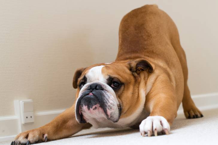 Un Bouledogue Anglais s'étire dans le salon
