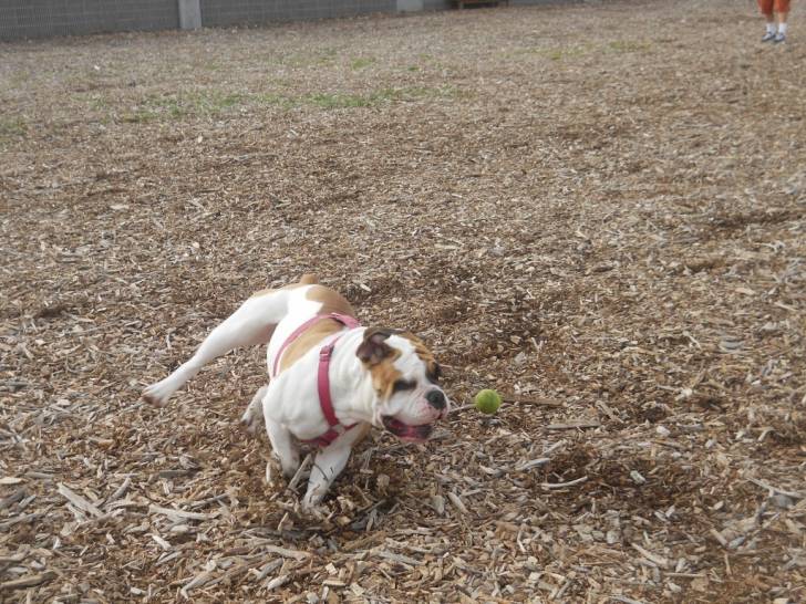 Scarlet - Bouledogue Anglais (2 ans)