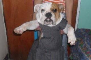 ashley - Bouledogue Anglais (1 an)