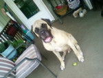 Moses - Bullmastiff M&acirc;le (1 an)