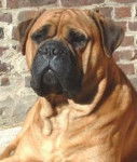 Bullmastiff - Bullmastiff