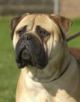 Bullmastiff - Bullmastiff