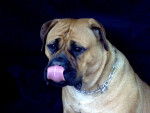 Topless atlantic dream's - Bullmastiff