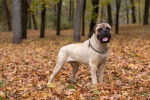 Photo Bullmastiff