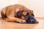 Un Bullmastiff dort couch&eacute; sur le parquet