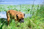 Photo Bullmastiff
