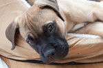 Photo Bullmastiff