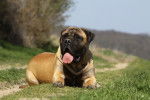 Photo Bullmastiff