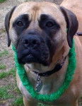 holly berry - Bullmastiff (6 ans)