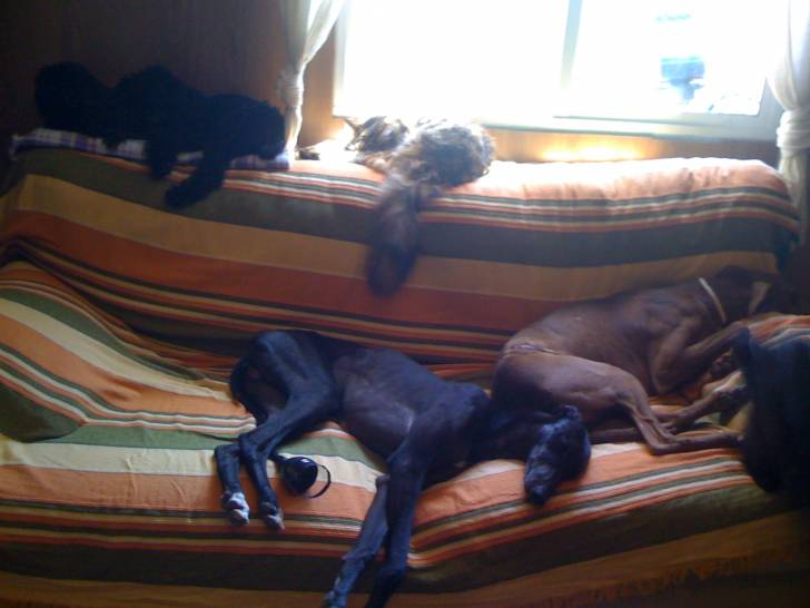 ofelia - Bullmastiff (3 ans)