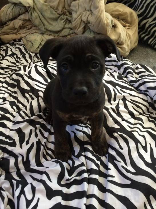 Dozer - Bullmastiff M&acirc;le (1 an)