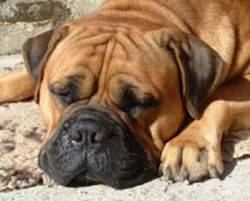 Bullmastiff - Bullmastiff