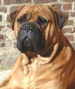 Bullmastiff - Bullmastiff