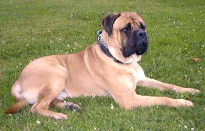 Bullmastiff - Bullmastiff