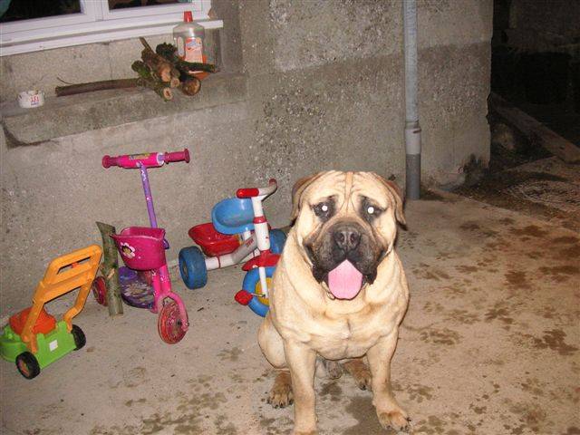 Aron de la clairi&egrave;re du pivert - Bullmastiff