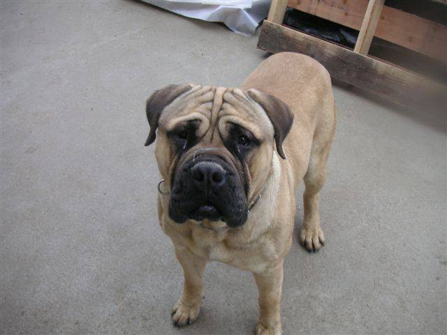 Aron de la clairi&egrave;re du pivert - Bullmastiff