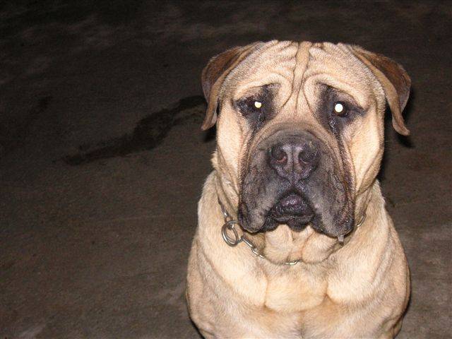 Aron de la clairi&egrave;re du pivert - Bullmastiff