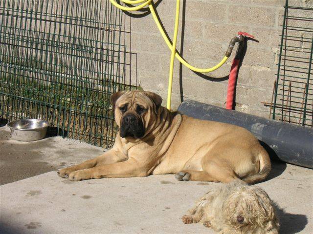 Aron de la clairi&egrave;re du pivert - Bullmastiff