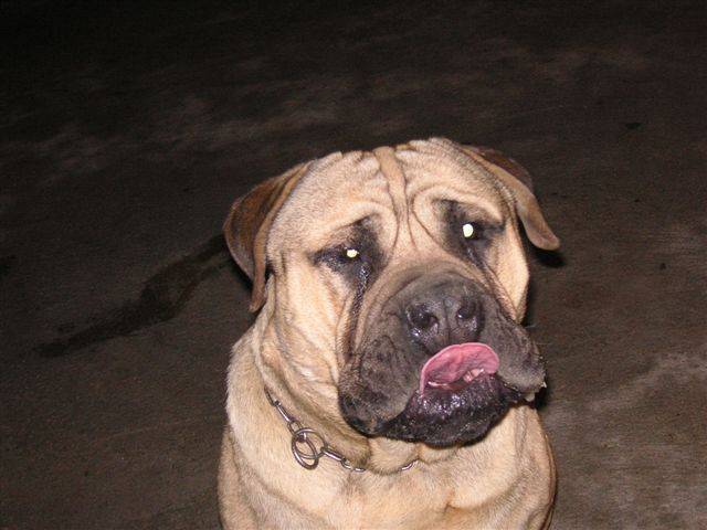Aron de la clairi&egrave;re du pivert - Bullmastiff