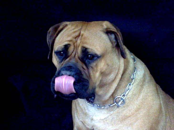 Topless atlantic dream's - Bullmastiff