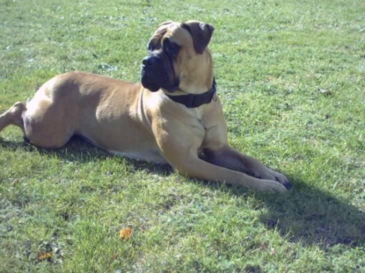 Topless atlantic dream's - Bullmastiff