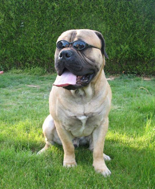 Dodge des jardins d'atlantis - Bullmastiff