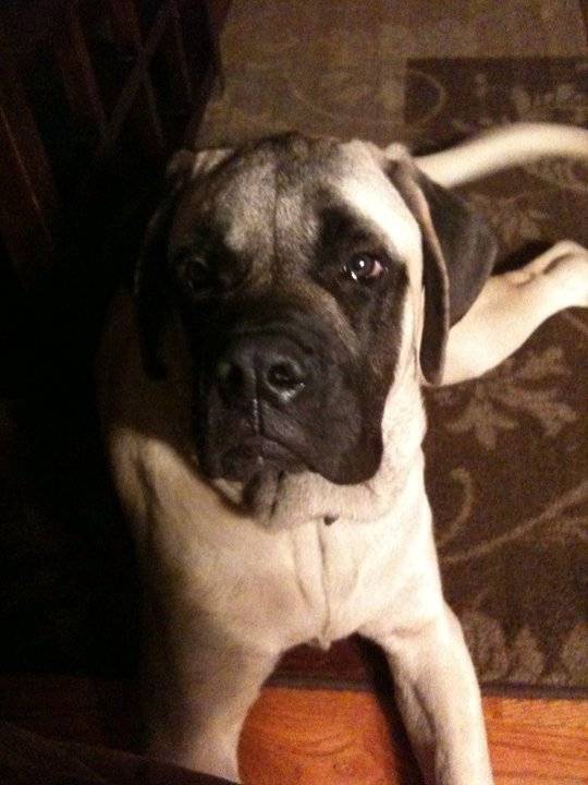 Sammy - Bullmastiff M&acirc;le (2 ans)