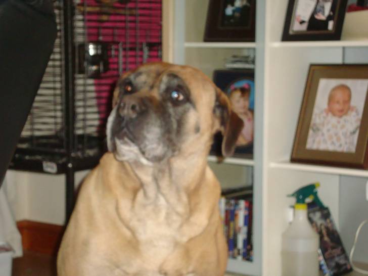 cassie - Bullmastiff (9 ans)