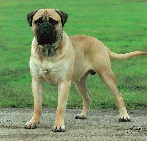 Coco - Bullmastiff M&acirc;le (3 ans)