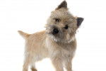 Photo Cairn Terrier