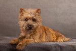 Photo Cairn Terrier