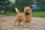 Photo Cairn Terrier